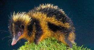 Science & Vie Junior 412 > C'EST QUOI, CETTE BESTIOLE ?