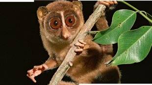Science & Vie Junior 428 C'est quoi, cette bestiole ?