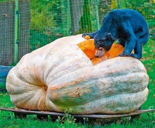 Science & Vie Junior 428 Faim de l'ours