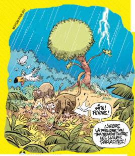 Science & Vie Junior 429 Un arbre du tonnerre !
