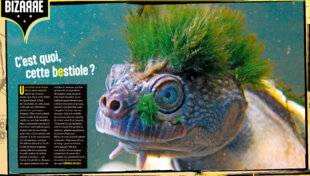 Science & Vie Junior 429 C'est quoi, cette bestiole ?