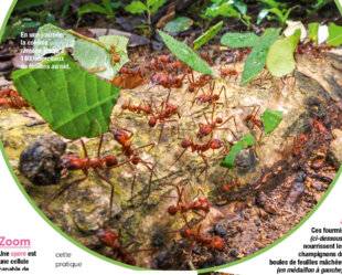 Science & Vie Junior 430 Elles ont inventé l'agriculture