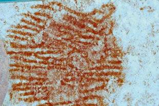 Science & Vie Junior 431 Texto