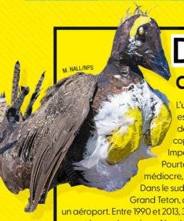 Science & Vie Junior 431 Drôles d'oiseaux