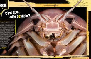 Science & Vie Junior 431 C'est quoi, cette bestiole ?