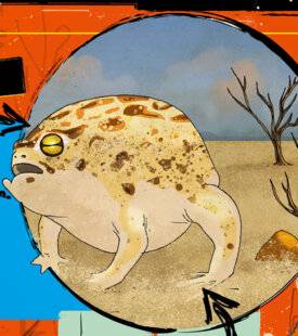 Science & Vie Junior 431 Quiz passe-t-il, ici ?