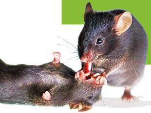 Science & Vie Junior 431 Les souris secouristes