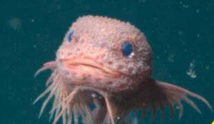 Science & Vie Junior 434 Squishy des abysses