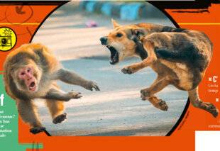 Science & Vie Junior 434 Comme chien et singe