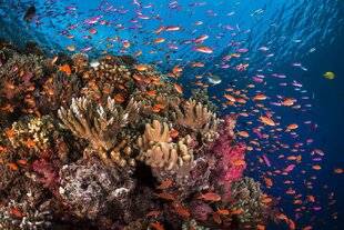 Science & Vie Junior 434 Photographe animalier Greg Lecoeur