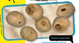 Science & Vie Junior 435 Texto