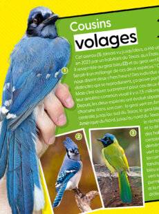 Science & Vie Junior 435 Cousins volages