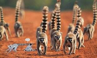 Science & Vie Junior 435 Queue je t'aime