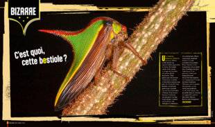 Science & Vie Junior 435 C'est quoi, cette bestiole ?