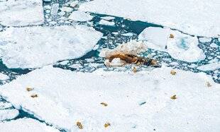 Science & Vie Junior 435 Qu'est-ce qui rassemble ces ours blancs?