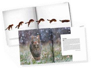 Science & Vie Junior 435 Le chat côté sauvage