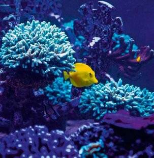 Science & Vie Junior 435 Échappée tropicale