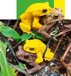 Science & Vie Junior 436 Parés pour l'amour