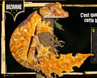 Science & Vie Junior 436 C'est quoi, cette bestiole ?