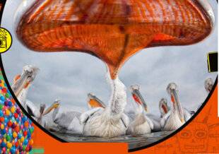 Science & Vie Junior 436 Fort en gueule