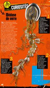 Science & Vie Junior 436 Méduse de verre