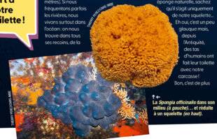 Science & Vie Junior 436 Dans la tête d'une éponge