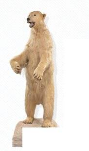 Science & Vie Junior 436 Musée zoologique