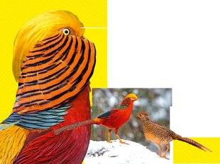 Science & Vie Junior 437 L'amour rend aveugle