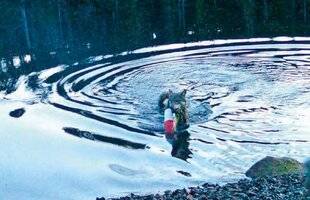 Science & Vie Junior 437 Le volde la louve