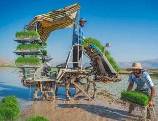 Science & Vie Junior 437 Plants sans accroc