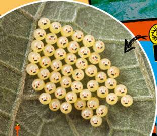 Science & Vie Junior 437 Mystère