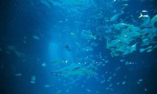 Science & Vie Junior 437 Vétérinaire aquariologiste