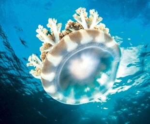 Science & Vie Junior 438 Le dodo de la méduse