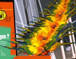 Science & Vie Junior 438 Rayon de soleil