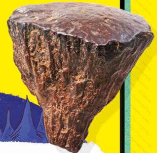 Science & Vie Junior 438 Premiersfeux