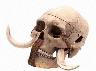 Science & Vie Junior 438 Momies