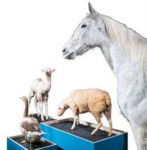 Science & Vie Junior 438 Domestique-moi si tu peux !