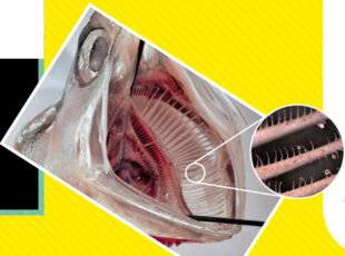 Science & Vie Junior 439 fish & filtre