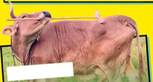 Science & Vie Junior 439 Oh la vache, ça gratte !