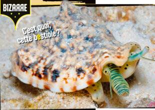 Science & Vie Junior 439 C'est quoi cette bestiole ?