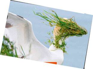 Science & Vie Junior 439 Droit de vent !