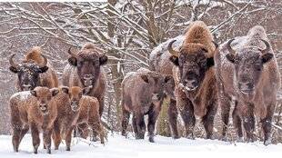 Science & Vie Junior 439 Le bison à la reconquête de l'Europe
