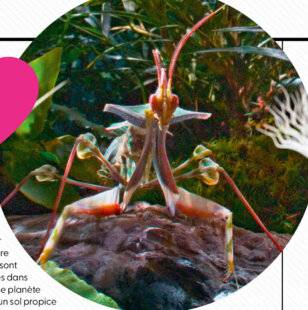 Science & Vie Junior 439 Poésie sans parole