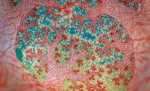 Science & Vie Junior 440 Où se trouve cet étrange paysage ?