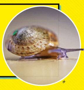 Science & Vie Junior 440 Petit escargot, grand destin !