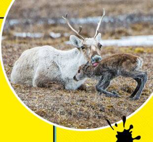 Science & Vie Junior 440 Rennes des bois