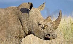 Science & Vie Junior 440 Amis pour la vie !