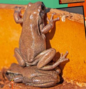 Science & Vie Junior 440 Elle a bon dos !