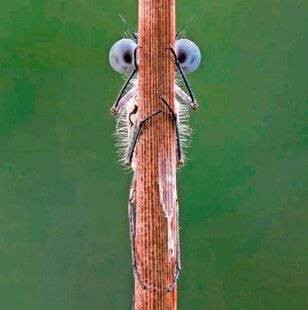 Science & Vie Junior 440 ILLUSION