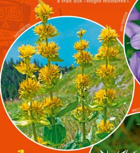 Science & Vie Junior 440 Fleurs de guerre